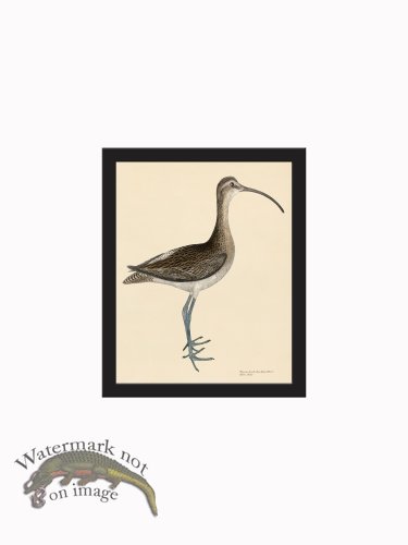 Rudbeck CFA_BF 300 Eskimo Curlew
