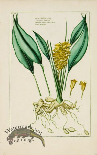 (image for) Buchoz Bot 06