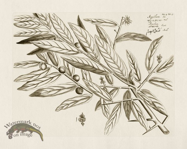 (image for) HORTUS VOL 04 17