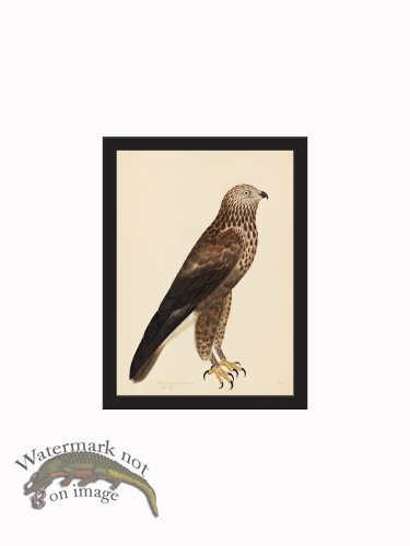 (image for) Rudbeck CFA_BF 14 Rough Legged