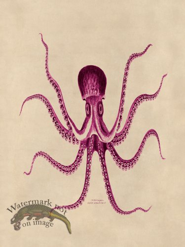 (image for) Octopus Pink 24