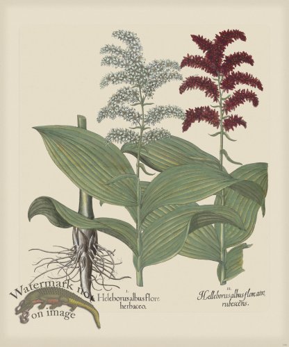 (image for) Besler 246 Colored B2