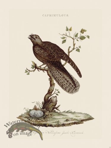 (image for) Nozeman Bird 154