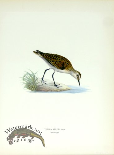 (image for) Swedish Birds 08