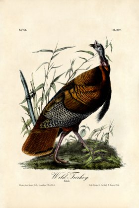 Wild Turkey
