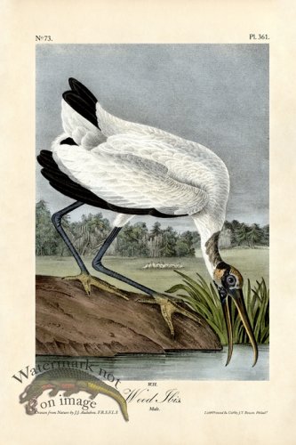 (image for) Wood Ibis