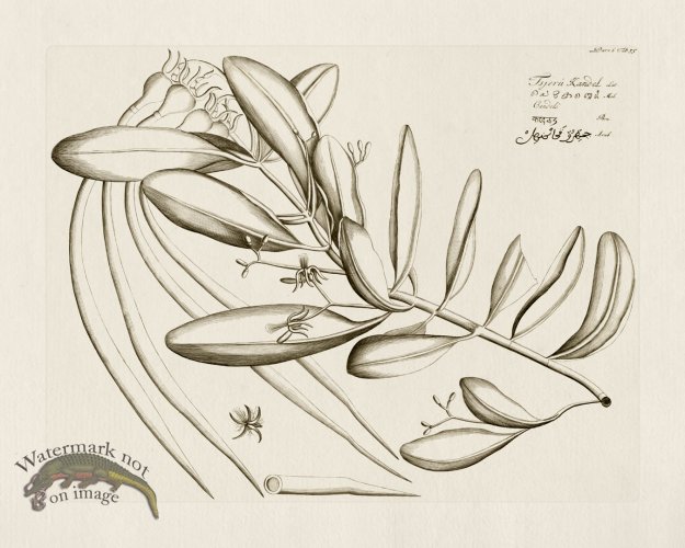 (image for) HORTUS VOl 06 35