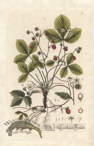 (image for) Blackwell GE 077