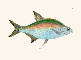 095 Bream