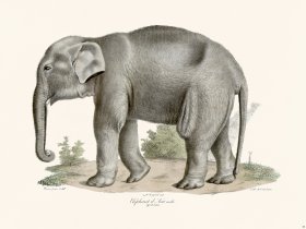 Cuvier 088 Elephant of Asia Male