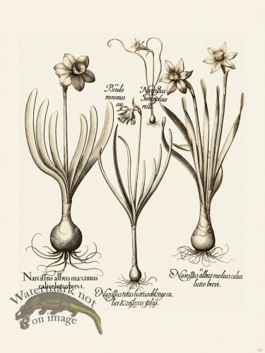 (image for) Besler 062 B1