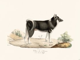 Cuvier 157 Eskimaux Dog