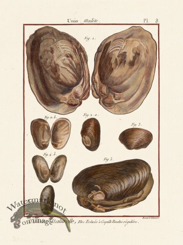 (image for) Diderot Shell 08