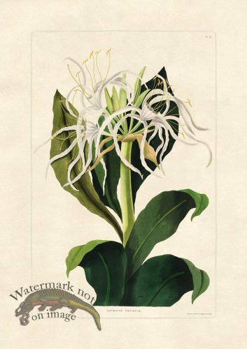 (image for) Edward bury 47