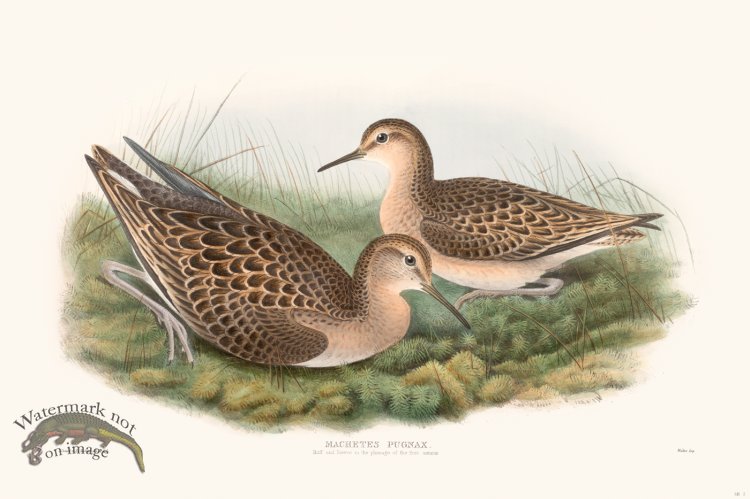 (image for) Gould Shore Bird 005