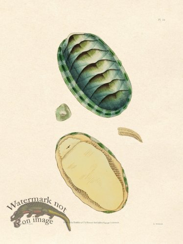 (image for) Shaw Nodder SL 24