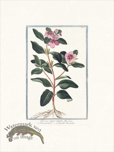 (image for) Bonelli 097 Greater Periwinkle