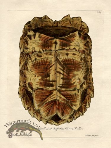 (image for) Trew Turtle Shell 10