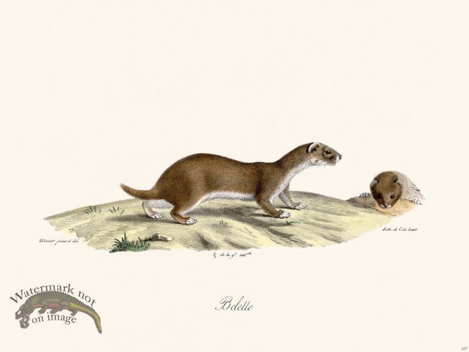 (image for) Cuvier 227 Weasel