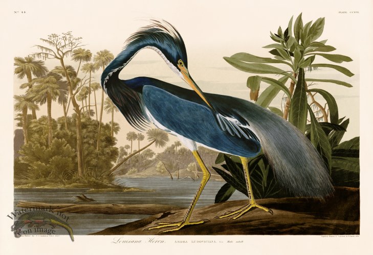 217 Louisiana Heron