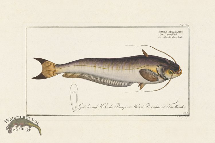 (image for) BLOCH FISH 366