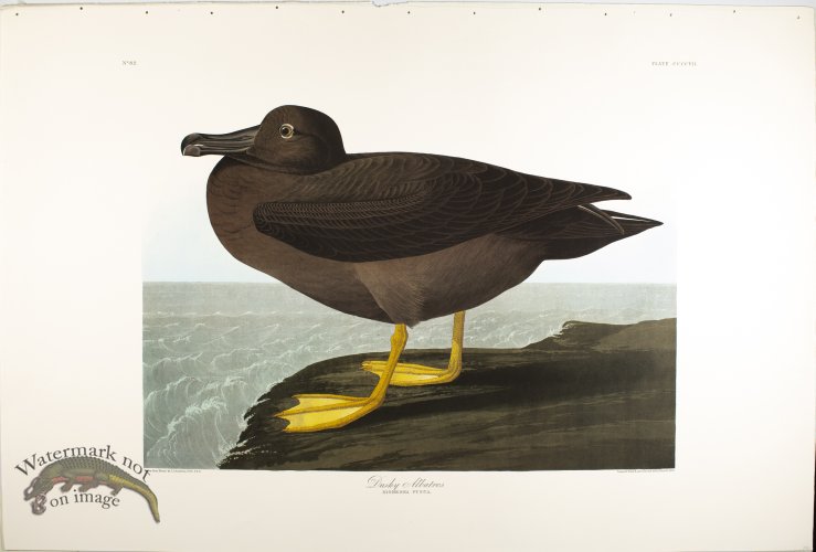 (image for) Eared Grebe