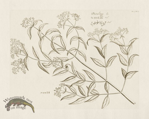 (image for) HORTUS VOL 04 57