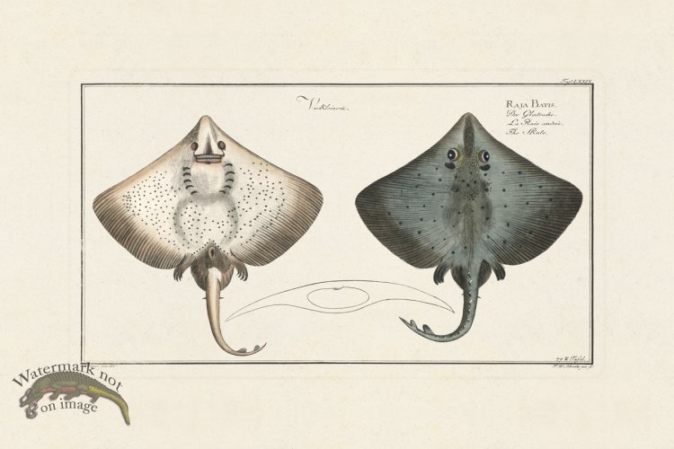 (image for) BLOCH FISH 079