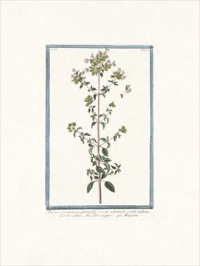 Bonelli 277 Marjoram