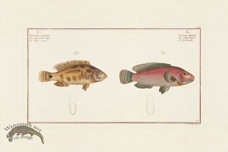 (image for) BLOCH FISH 251