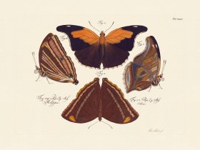 Jablonsky Butterfly 035