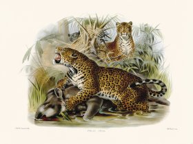 Elliot Cat 05 Jaguar