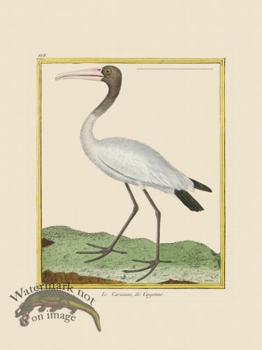 (image for) Martinet Bird 868