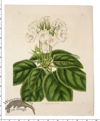 (image for) Curtis Botanical 044