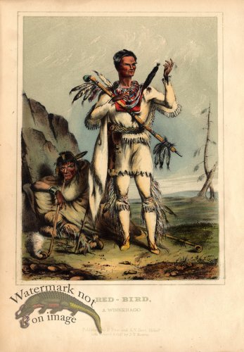 (image for) Red-Bird