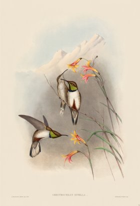 Gould Hummingbird 070