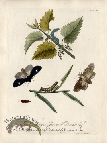 (image for) Albin Plate 77