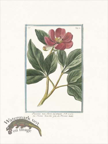 (image for) Bonelli 432 Hortus Romanus