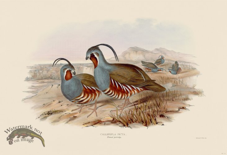 (image for) 15 Plumed partridge