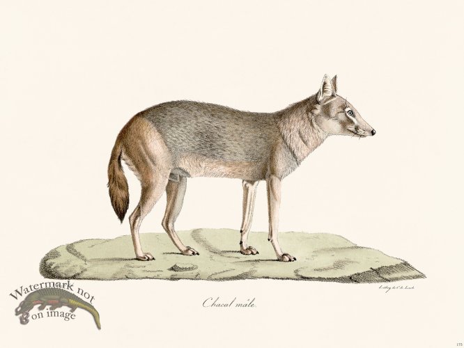 (image for) Cuvier 175 Chacal male