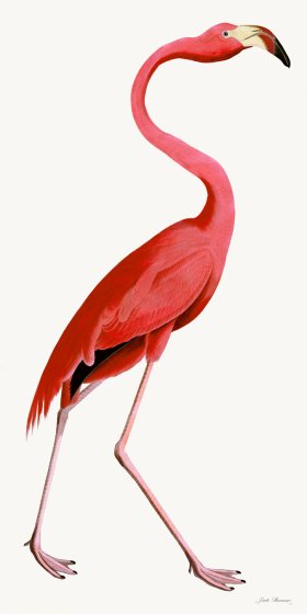 Rudbeck 038 Pink Flamingo 20x40