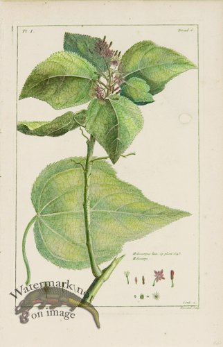 (image for) Buchoz Bot 13