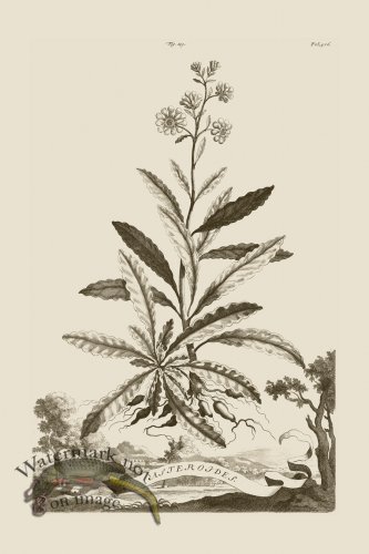 (image for) Abraham Munting 119