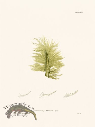 (image for) Bradbury Seaweed 176