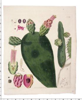 Curtis Botanical 067