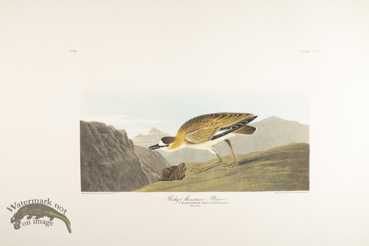 (image for) Rocky Mountain Plover