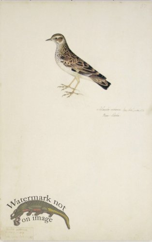(image for) 87 Swedish Birds . Alauda Arborea, Woodlark