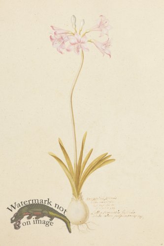 (image for) Blomboken 042