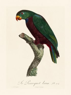 Barraband Parrot 104