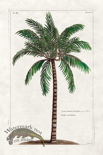 (image for) Buchoz Palm 08